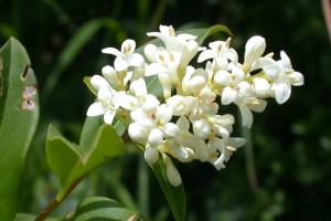 Privet.Image: MurielBendel, CC BY-SA 4.0, via Wikimedia Commons