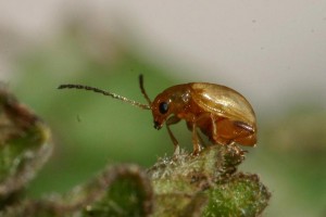 ragwort flea beetle Eric Coombs Oregon Department of Agriculture Bugwood org CC BY 3 0 US via Wikimedia Commons