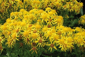 Ragwort