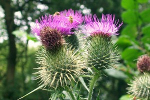 Scotch thistle. Image: AnemoneProjectors, CC BY-SA 2.0, via Wikimedia Commons