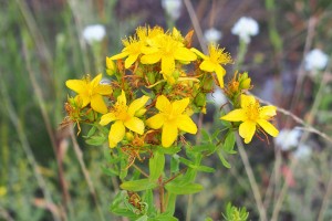 St John's wort. Agnieszka Kwiecień, Nova, CC BY-SA 4.0, via Wikimedia Commons