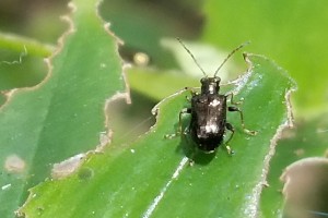 tradescantia leaf beetle