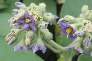 Woolly nightshade. Image: Vinayaraj, CC BY-SA 4.0, via Wikimedia Commons