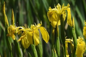 Yellow flag iris. Image: Robert Flogaus-Faust, CC BY 4.0, via Wikimedia Commons