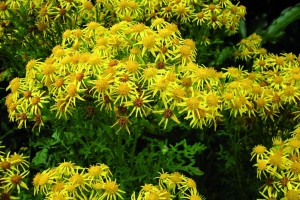 Ragwort lg 1024x768