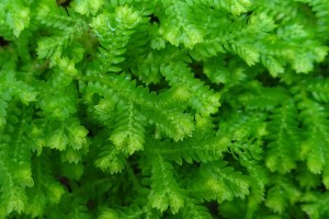 Selaginella kraussiana