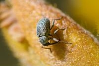 gorseseedweevil 12 200x150