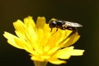 hieraciumhoverflies 200x150