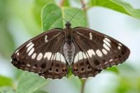 japhonsucklewhiteadmiral 5 200x150