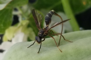 [Anastrepha australis] (Diptera: Tephritidae), a potential biocontrol agent for moth plant