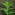 [Lythrum salicaria]. Image: Trevor James Image