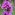 [Lythrum salicaria]. Image: Trevor James Image