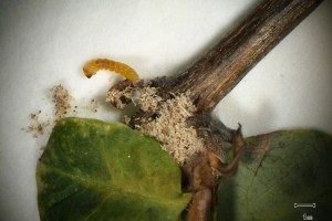 Oberea larvae