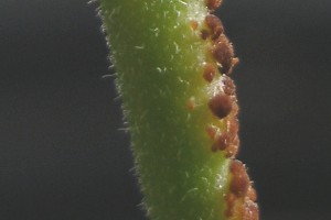 Puccinia araujiae rust culture on Araujia hortorum stem