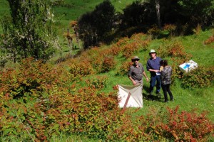 Tutsan Taumarunui pasture