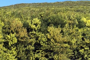 acacia longifolia area invadida serra