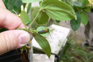 honeysuckle longhorn beetle