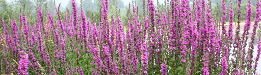 Purple loosestrife. Image: Trevor James