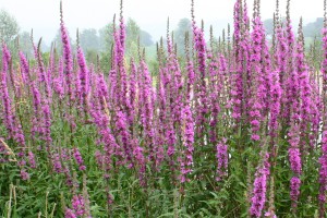 loosestrife link