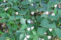 Moth plant vine