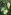 Moth plant [Araujia hortorum] pods. Image: eflora Image