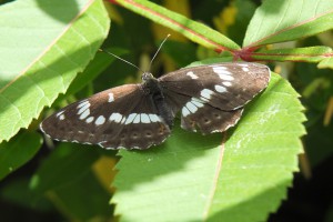 white admiral butterfly