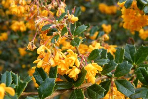 Darwin’s barberry (Berberis darwinii). Image: Carolyn Lewis (Weedbusters)