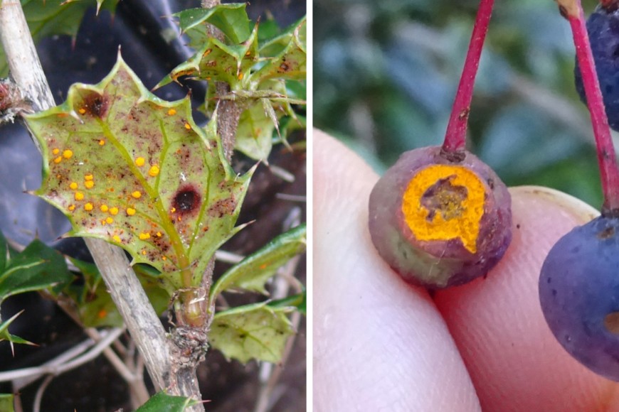 Darwin's Barberry rust (Puccinia berberidis-darwinii) on leaves (on left); on fruits (on right) (photos provided by MWLR). Darwin's Barberry rust (Puccinia berberidis-darwinii) on leaves (on left); on fruits (on right) (photos provided by MWLR).