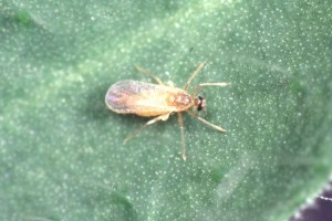 hieracium gall midge 6