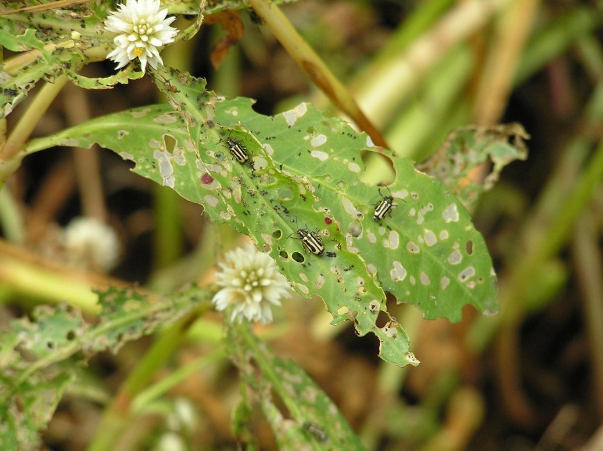 Alligator weed beetle » Manaaki Whenua