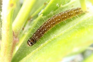 boneseed leaf roller 1 thumbnail