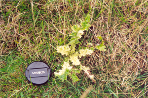 Chlorotic thistle due to Phoma