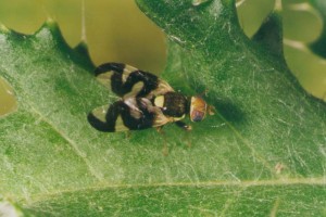 Cali thistle gall fly adult