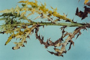 sclerotinia2