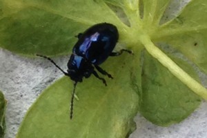 chilean flame creeper beetle thumbnail