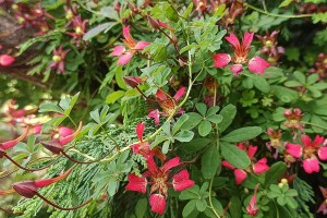 chilean flame creeper bn