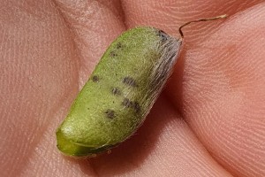 gorse seed weevil