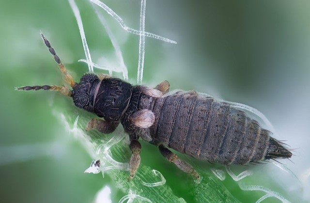 Gorse thrips » Manaaki Whenua