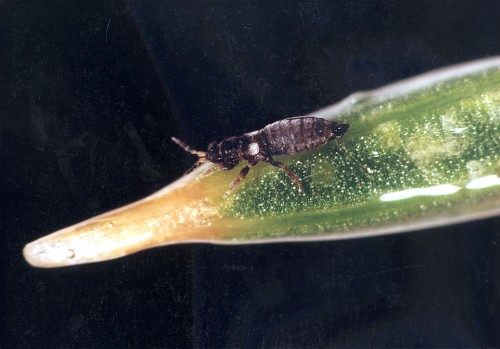 Thrips - Biocontrol, Damage and Life Cycle