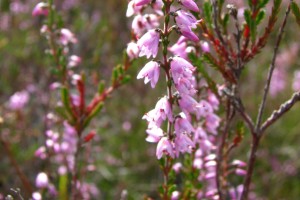 heather 3 2200x1512 v2