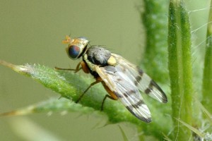 Urophora.stylata.male James Lindsey at Ecology of Commanster CC BY SA 3.0