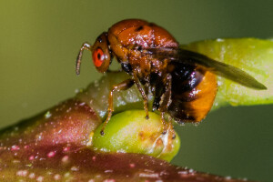 Sydney golden wattle bud galling wasp 2