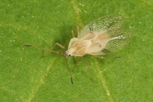 woolly nightshade lace bug Gargaphia decoris th