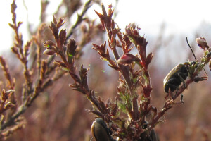 The heather beetle [Lochmaea suturalis], on heather [Cullana vulgaris]