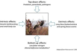 plant metabolomics