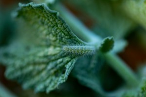 Horehound large