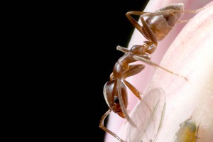 Argentine Ant
