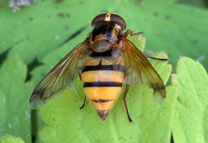 Volucella inanis female rests near a Vespula vulgaris nest entrance in Egham, England.