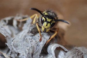 A queen German wasp [Vespula germanica]