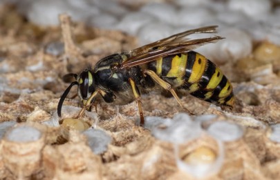 [Vespula vulgaris] queen inspects her brood in her nest.